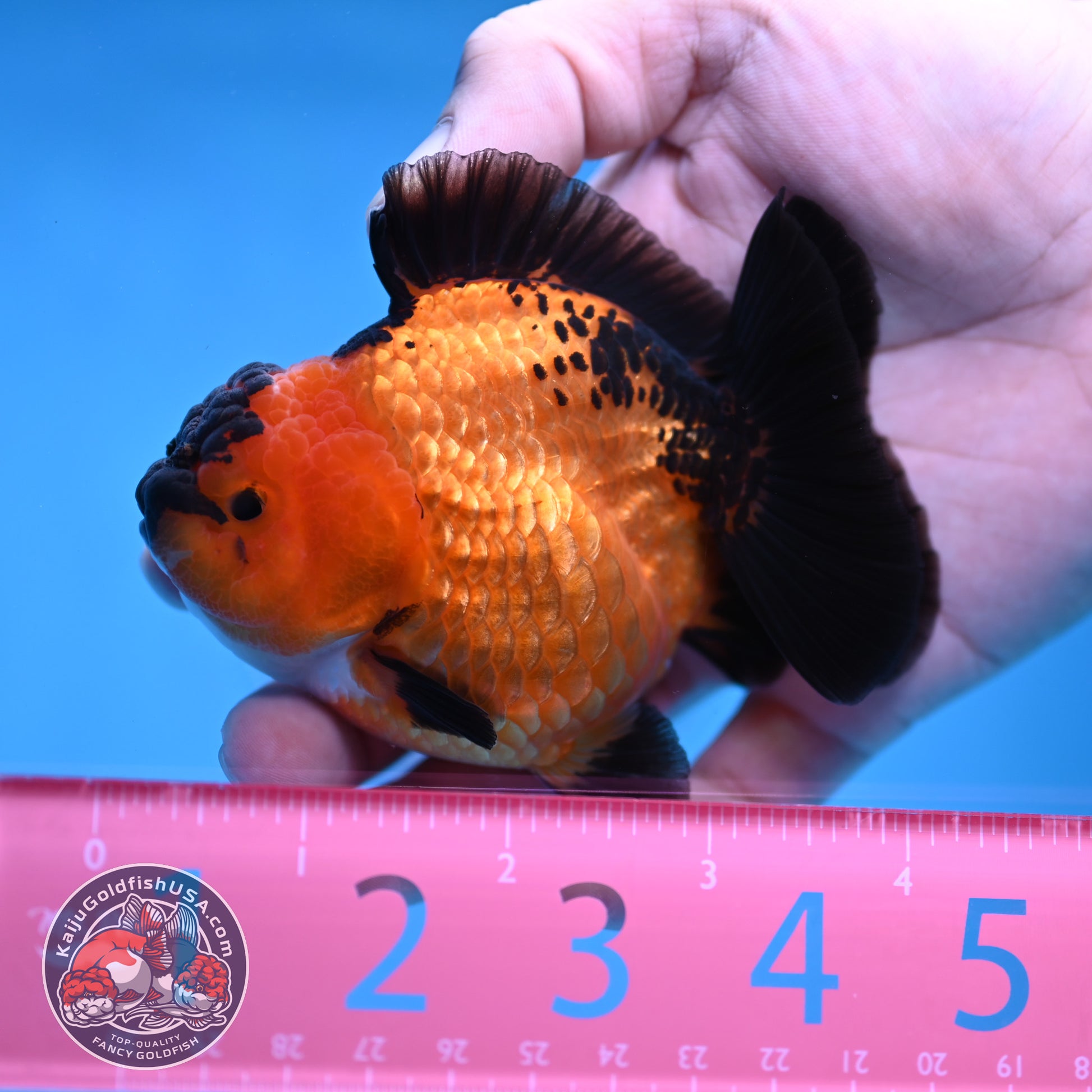 Shogun Apache Oranda 3.5 inch Body (260109_OR16)