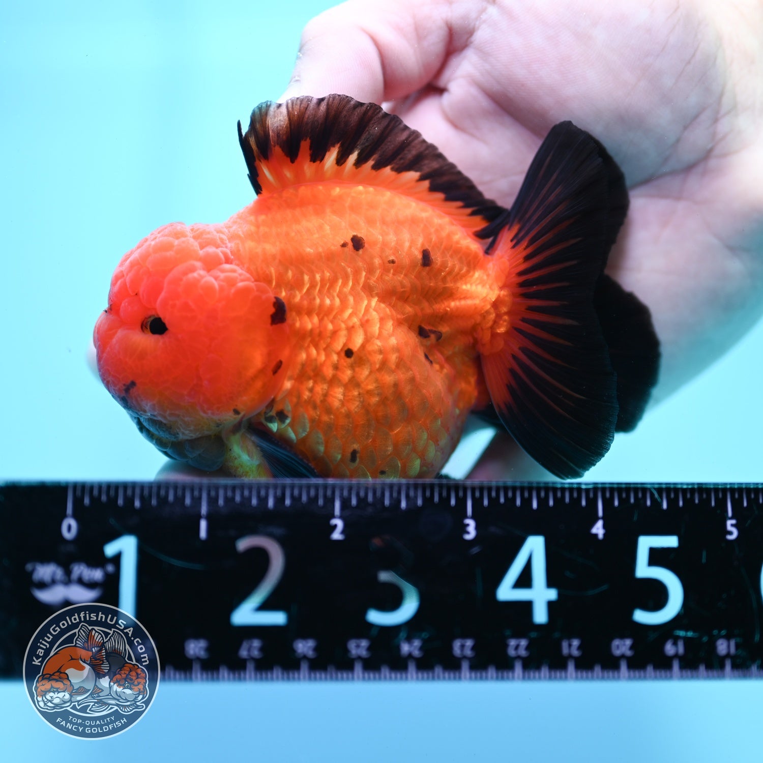 Shogun Apache Oranda 3.5 inch Body (260522_OR17)