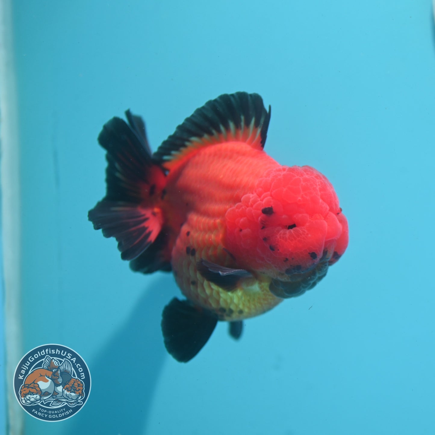 Shogun Apache Oranda 3.5 inch Body (260522_OR17)