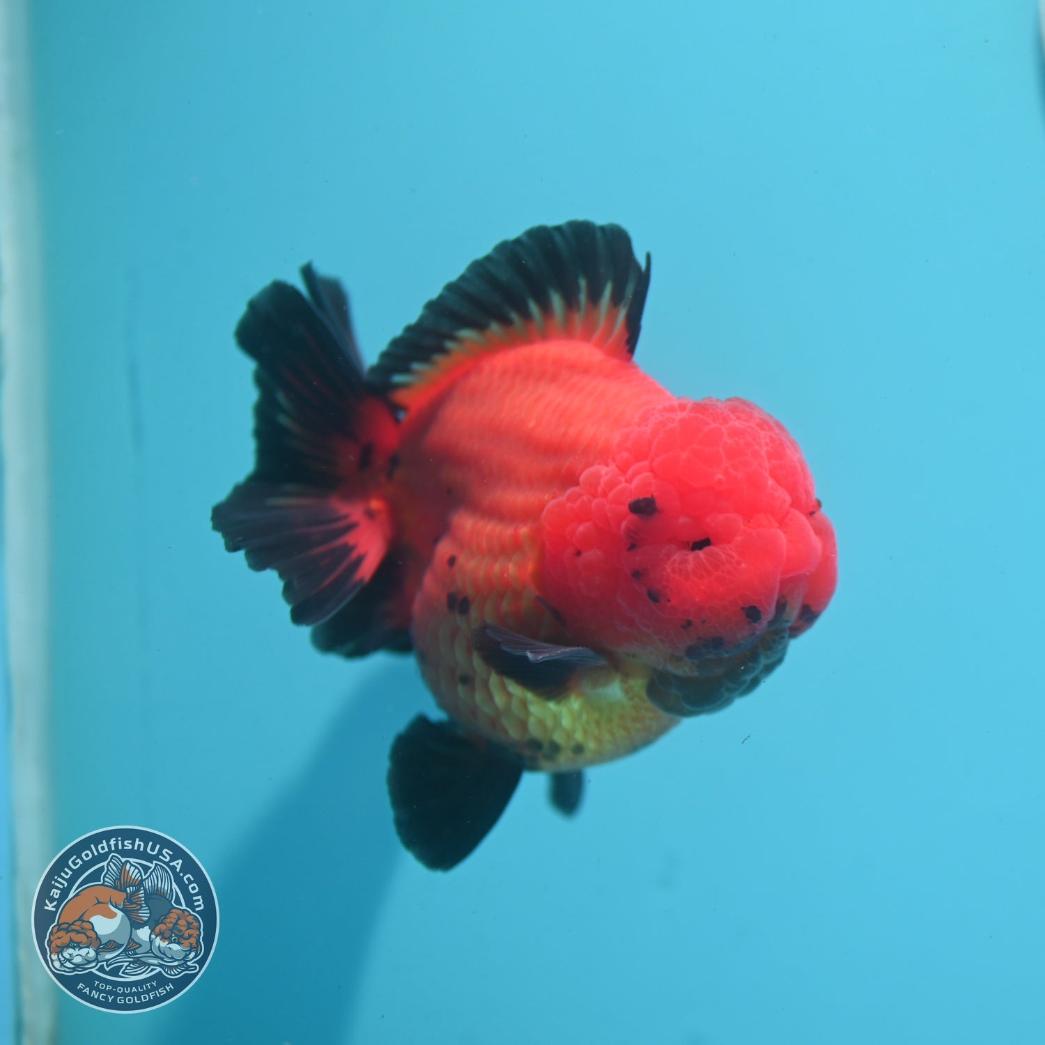 Shogun Apache Oranda 3.5 inch Body (260522_OR17)