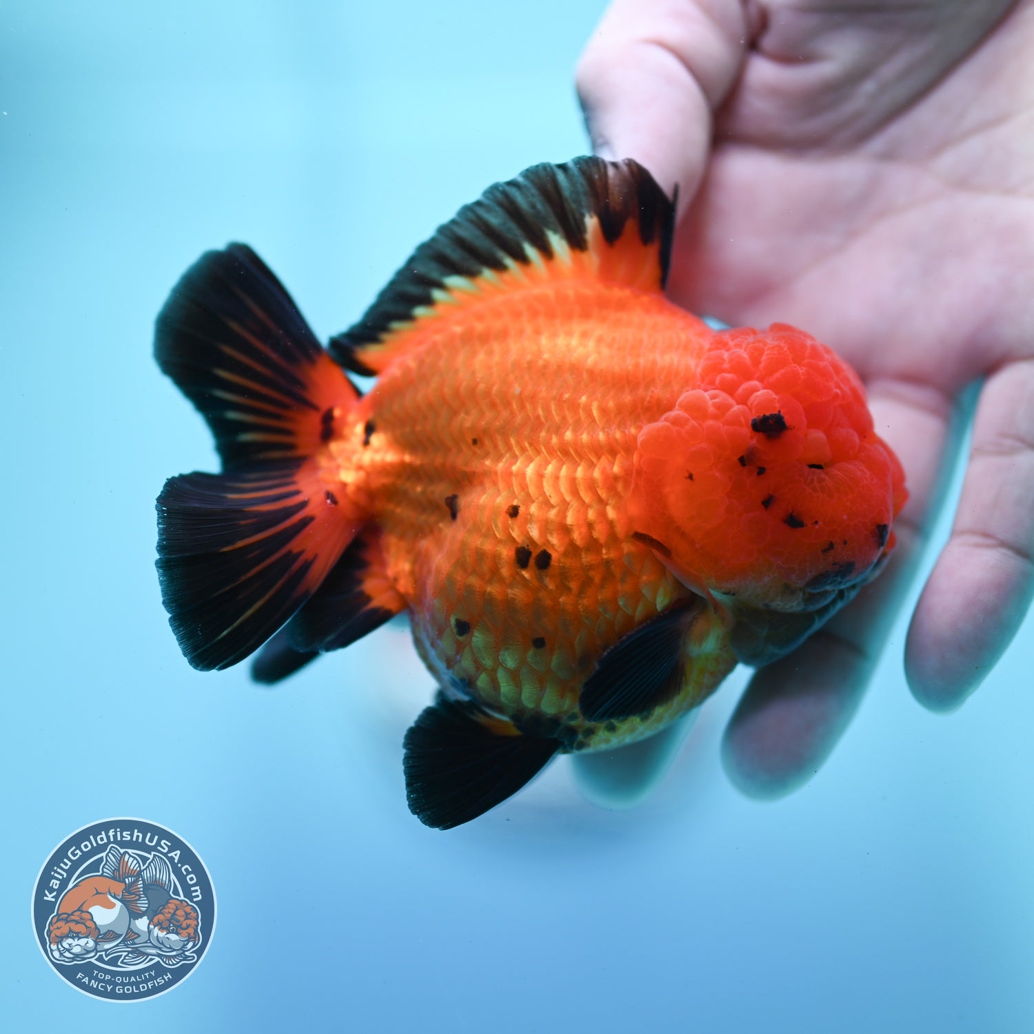 Shogun Apache Oranda 3.5 inch Body (260522_OR17)