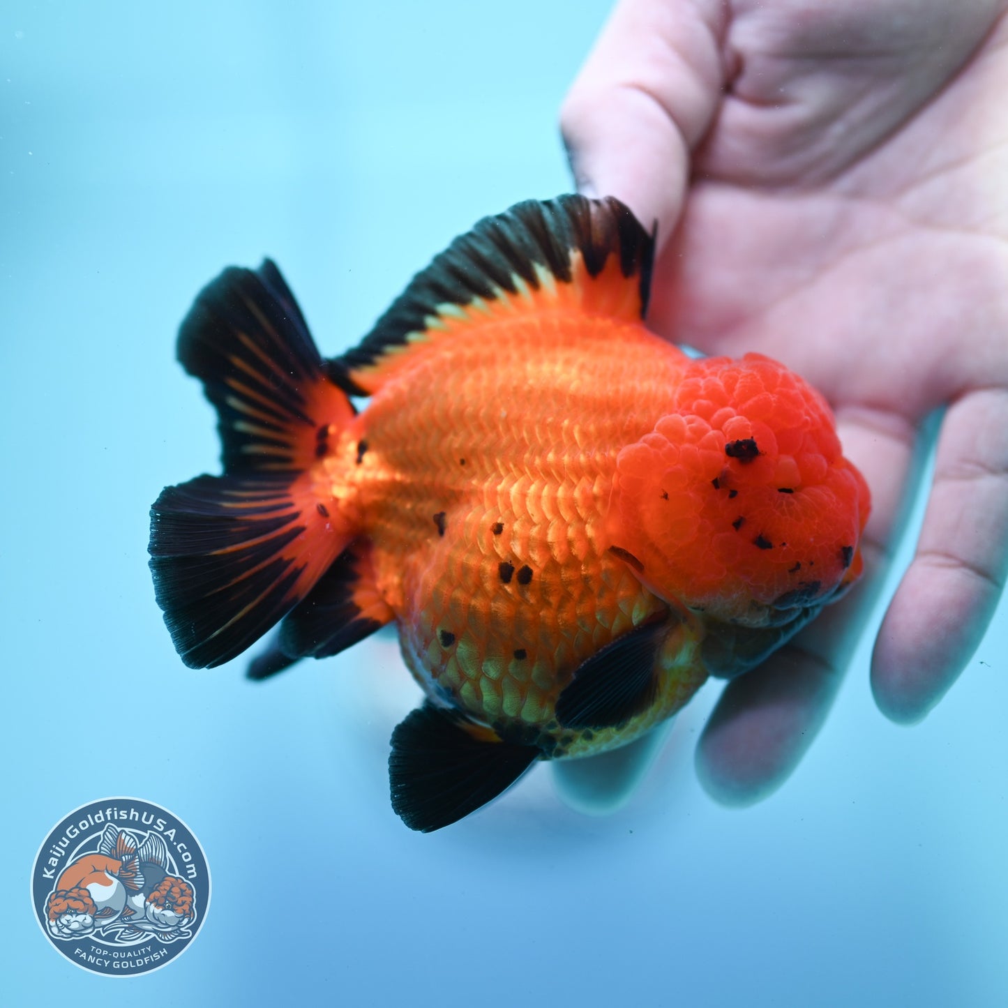 Shogun Apache Oranda 3.5 inch Body (260522_OR17)