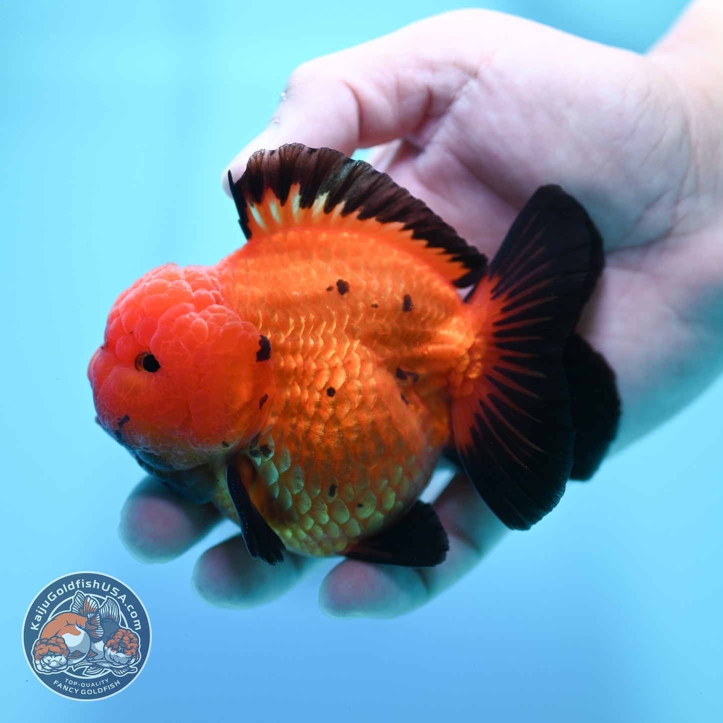 Shogun Apache Oranda 3.5 inch Body (260522_OR17)