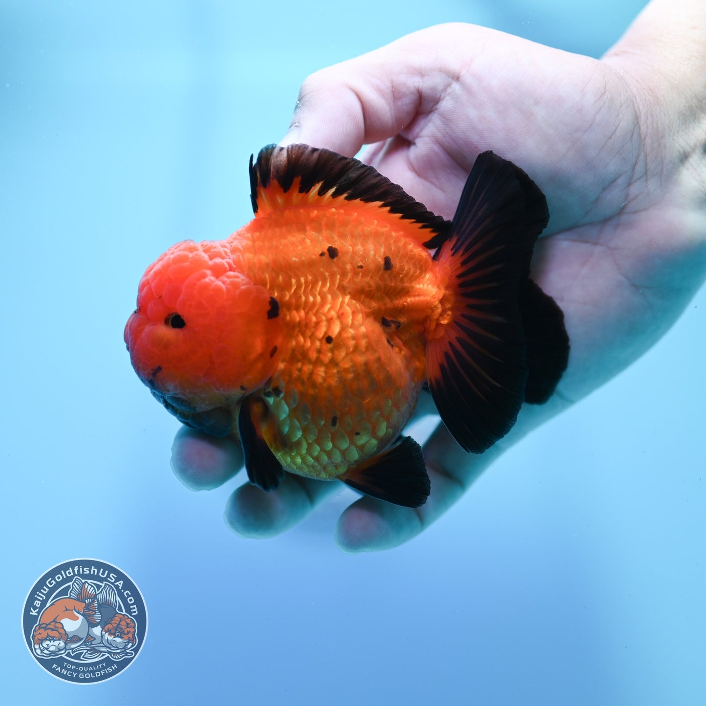 Shogun Apache Oranda 3.5 inch Body (260522_OR17)