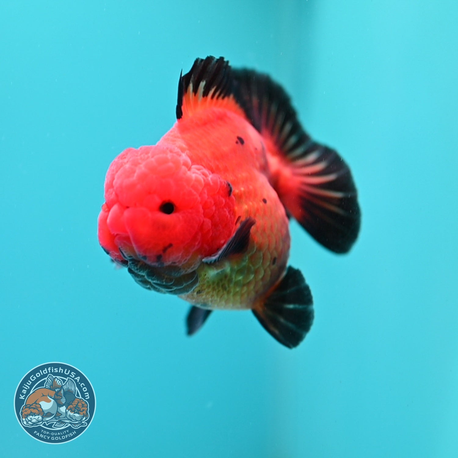 Shogun Apache Oranda 3.5 inch Body (260522_OR17)
