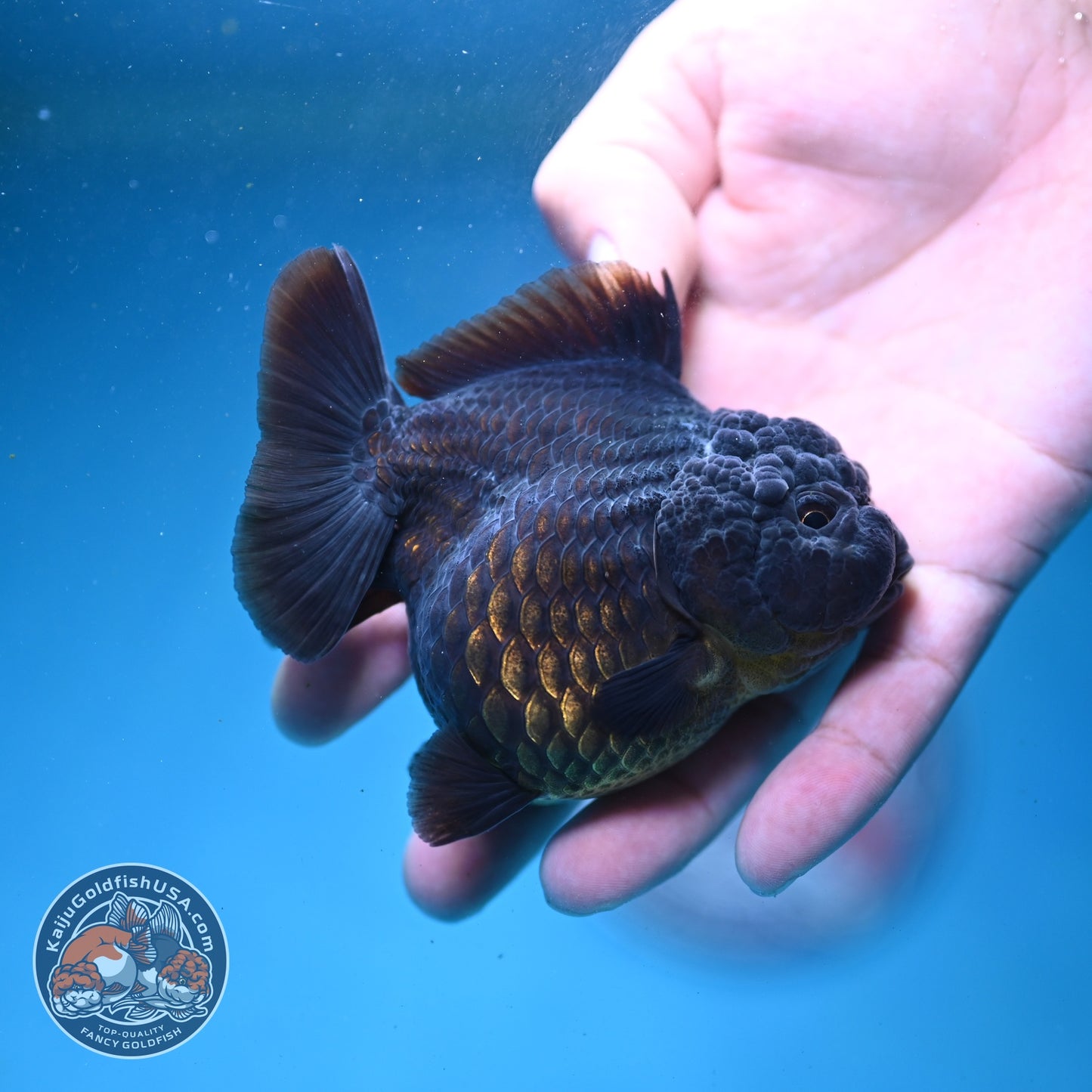 Shogun Black Oranda 3 inch Body (260814_OR03)