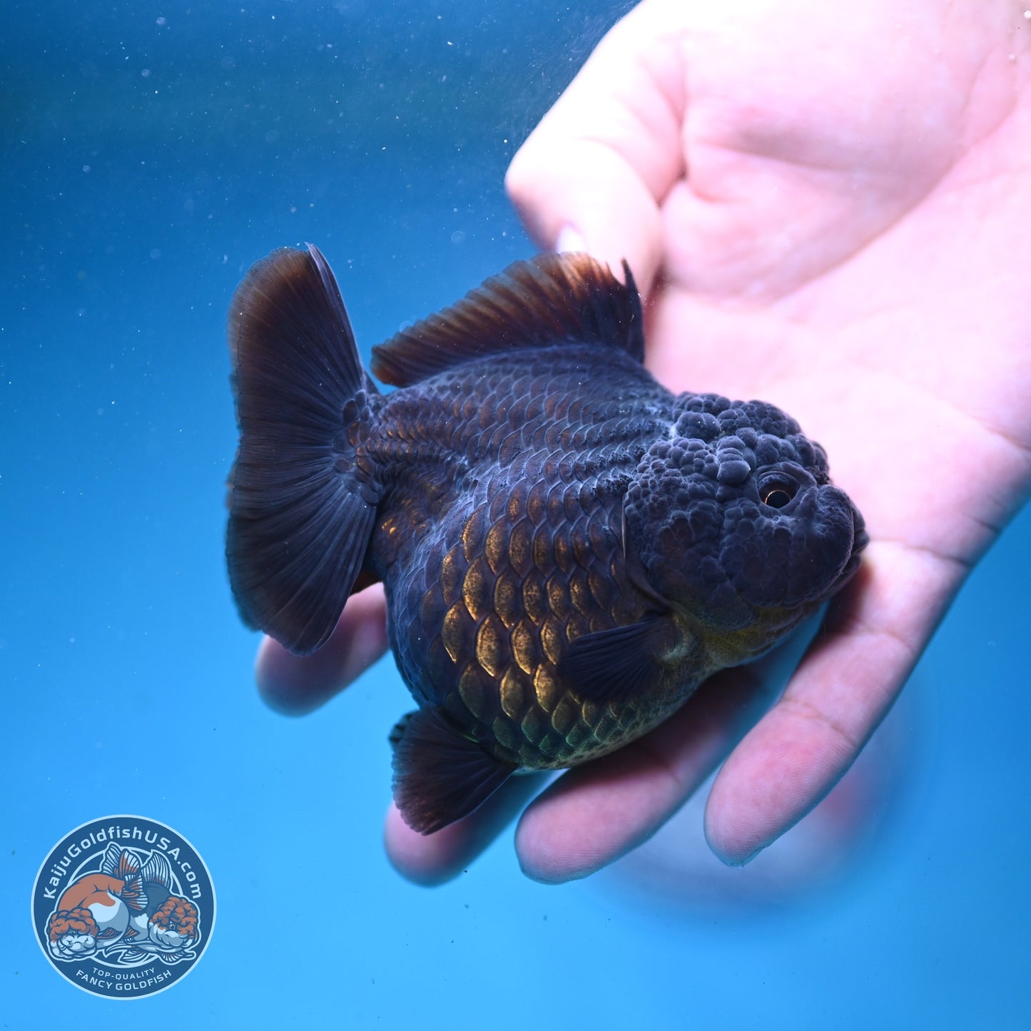 Shogun Black Oranda 3 inch Body (260814_OR03)