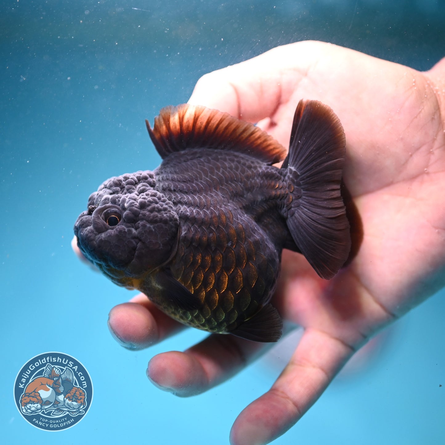 Shogun Black Oranda 3 inch Body (260814_OR03)