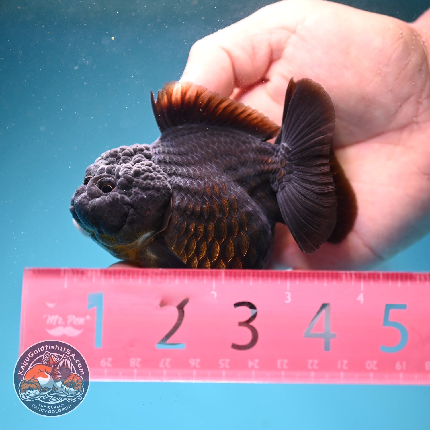 Shogun Black Oranda 3 inch Body (260814_OR03)