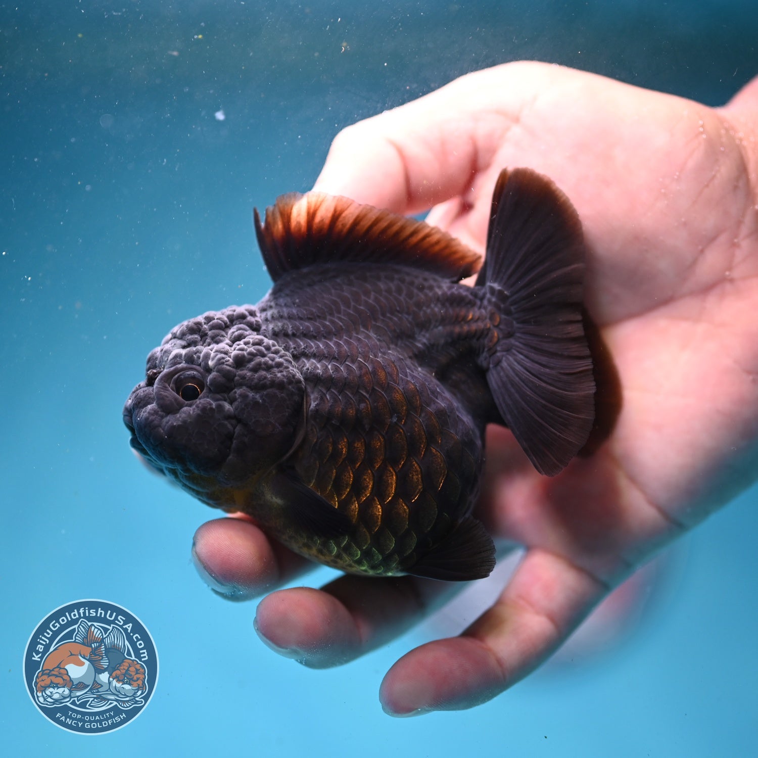 Shogun Black Oranda 3 inch Body (260814_OR03)