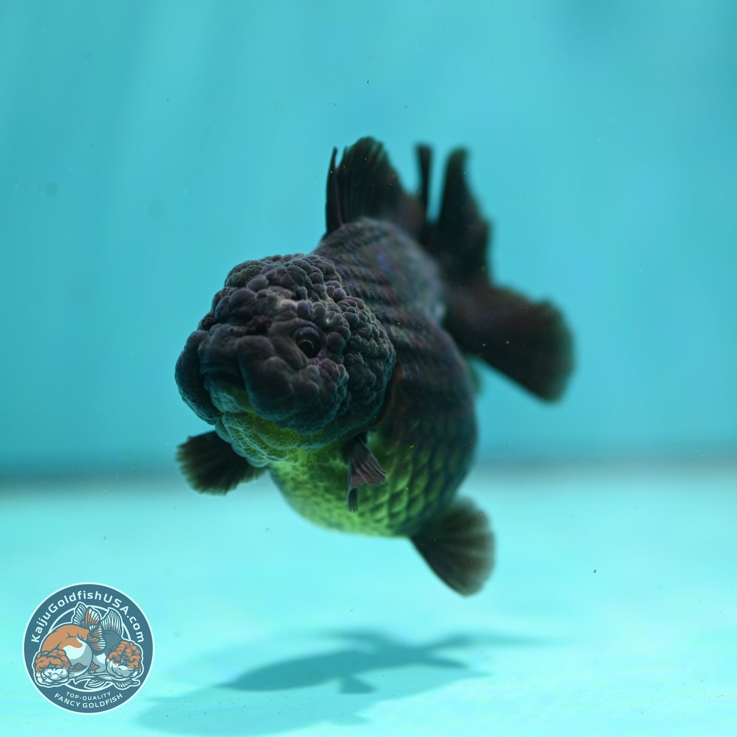 Shogun Black Oranda 3 inch Body (260814_OR03)