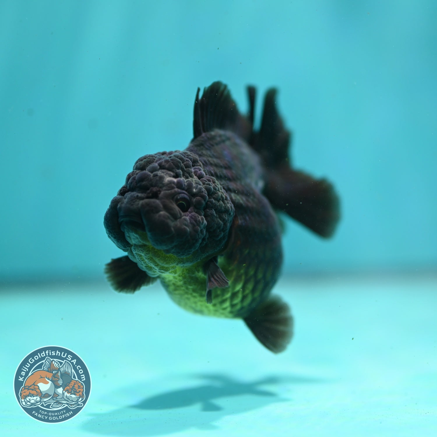 Shogun Black Oranda 3 inch Body (260814_OR03)