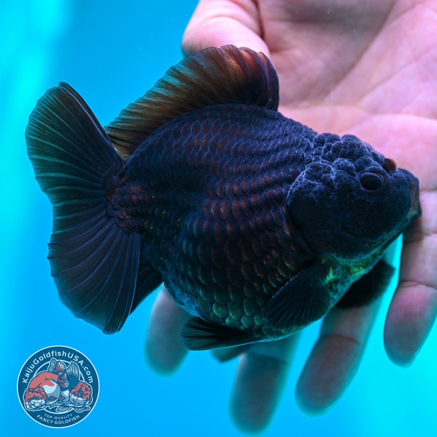 Shogun Black Oranda 3.8 inch Body (260508_OR02)