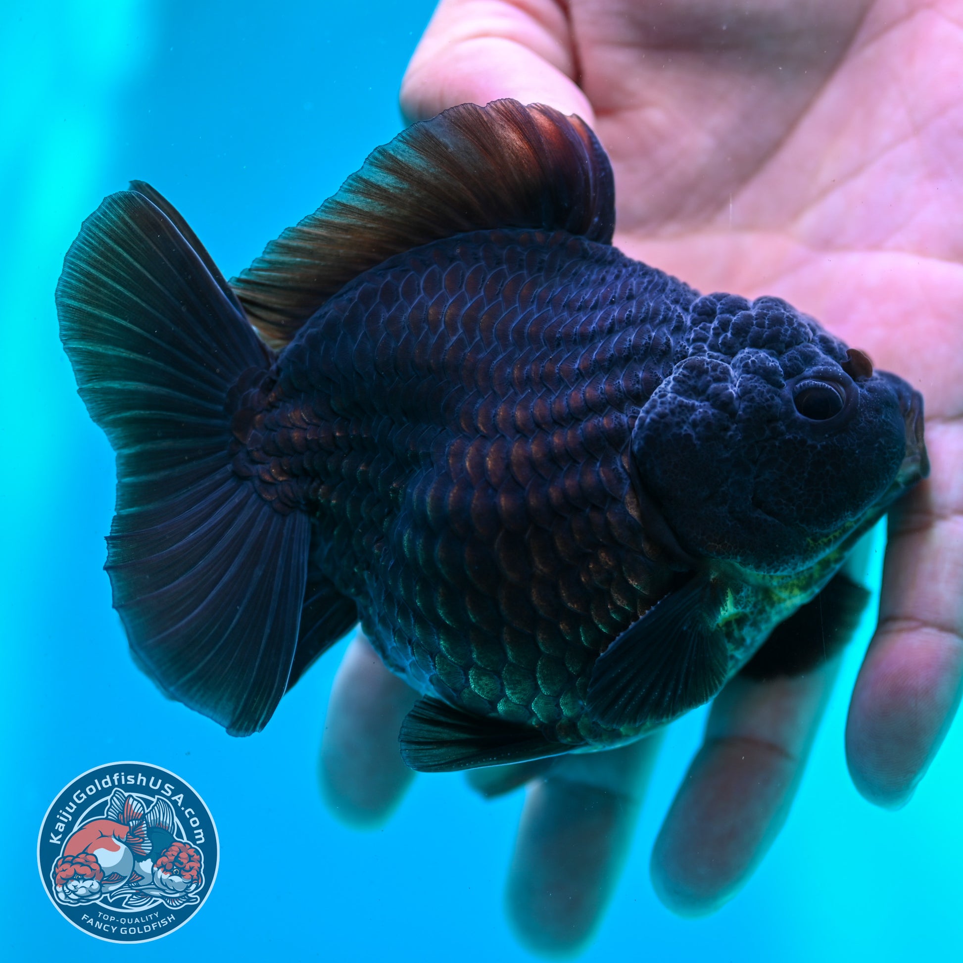 Shogun Black Oranda 3.8 inch Body (260508_OR02)