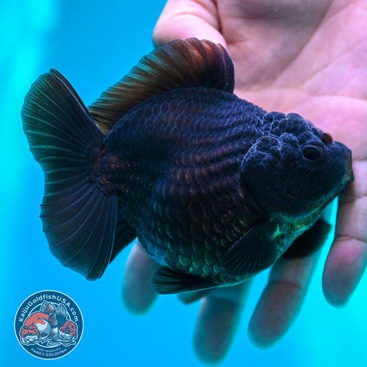 Shogun Black Oranda 3.8 inch Body (260508_OR02)