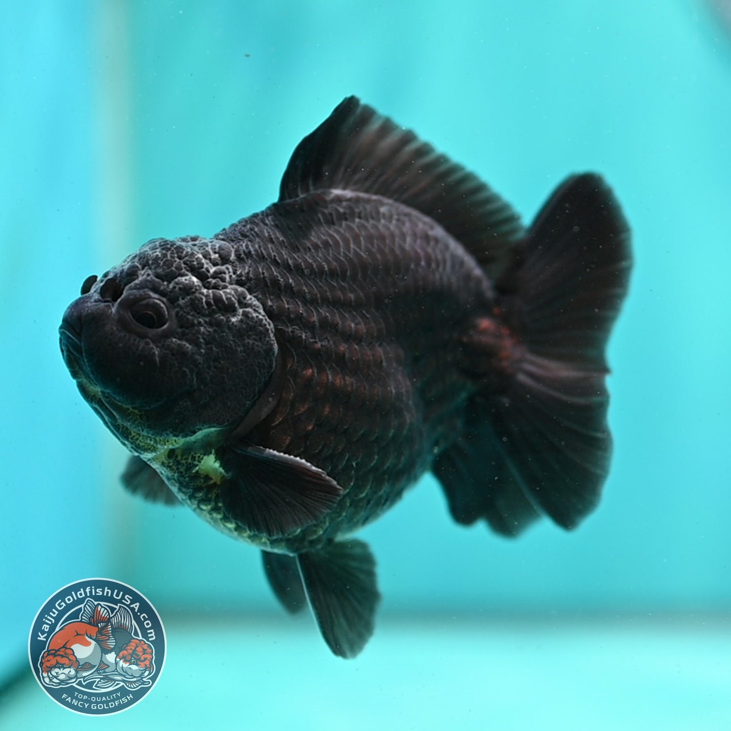 Shogun Black Oranda 3.8 inch Body (260508_OR02)