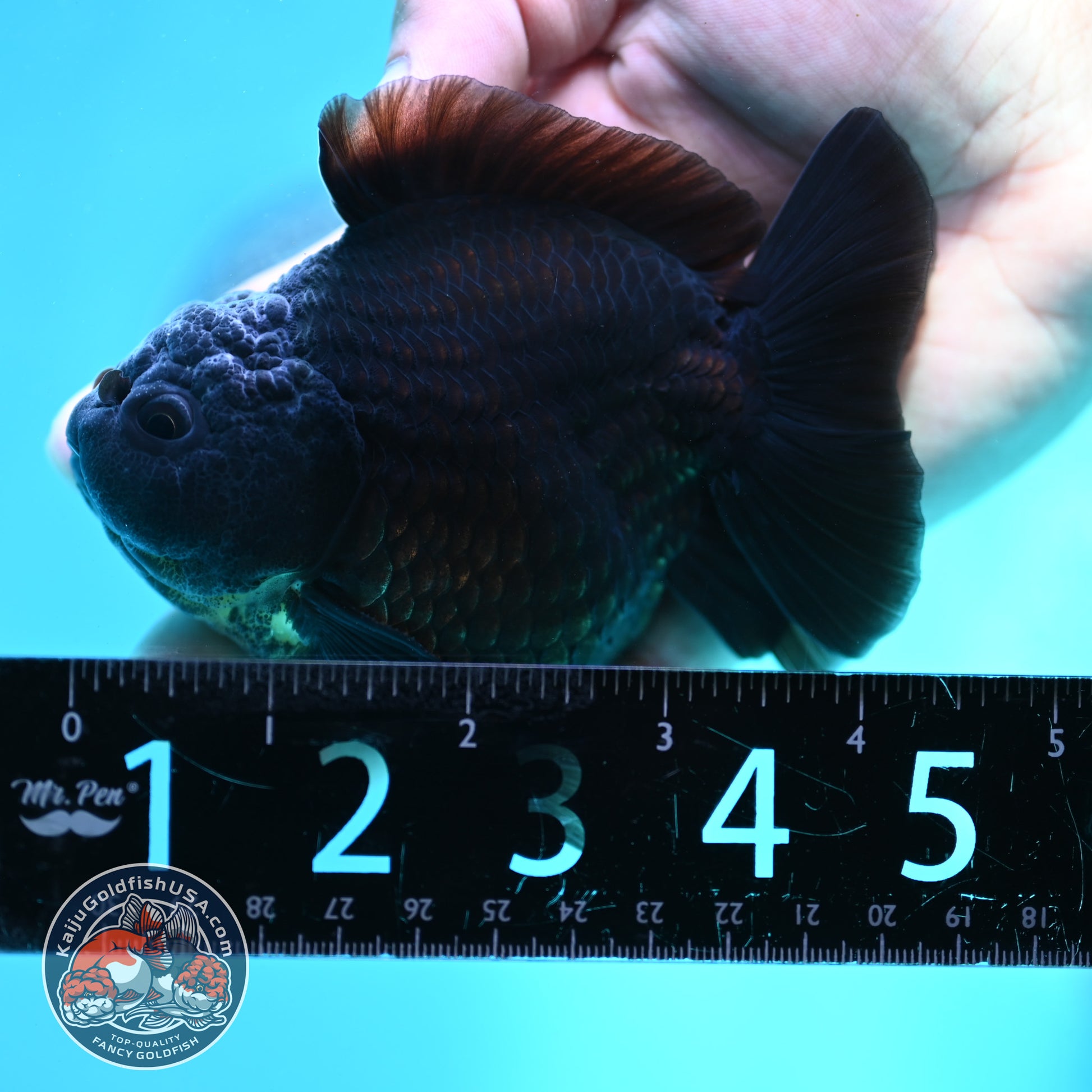 Shogun Black Oranda 3.8 inch Body (260508_OR02)
