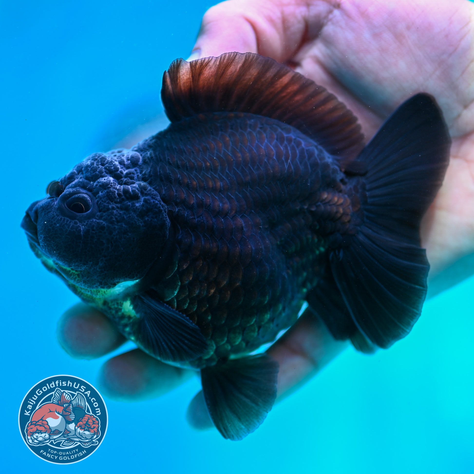 Shogun Black Oranda 3.8 inch Body (260508_OR02)