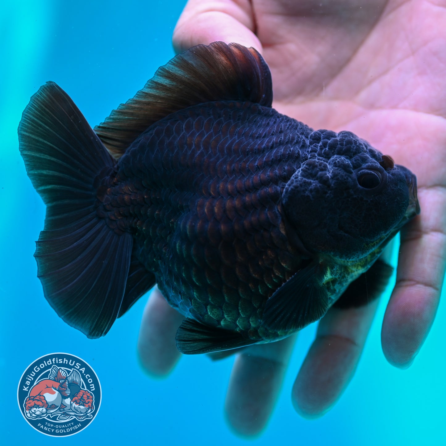 Shogun Black Oranda 3.8 inch Body (260508_OR02)