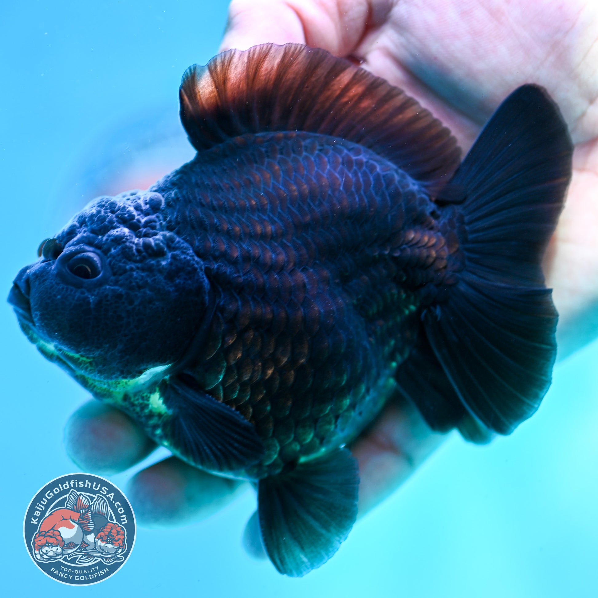 Shogun Black Oranda 3.8 inch Body (260508_OR02)