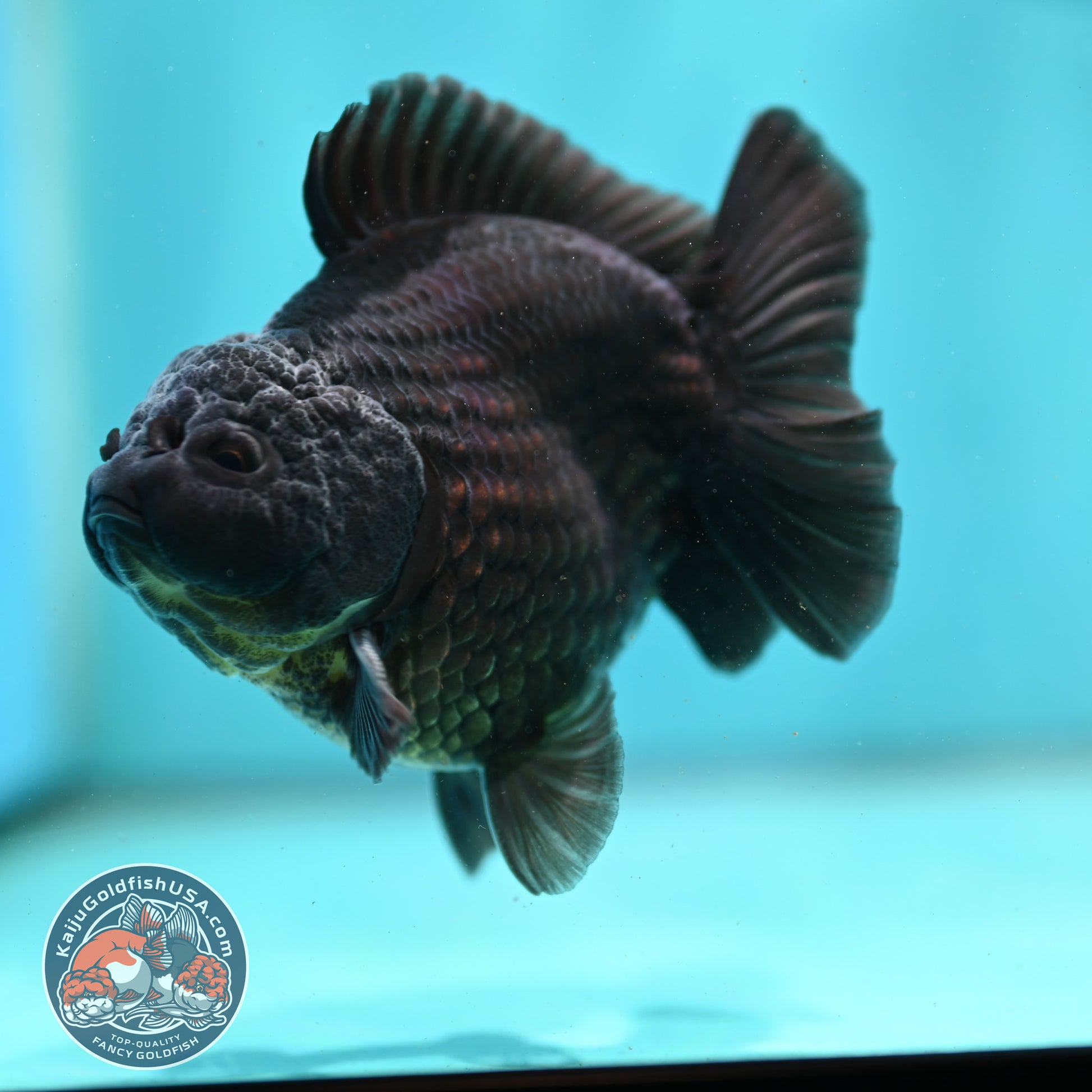 Shogun Black Oranda 3.8 inch Body (260508_OR02)