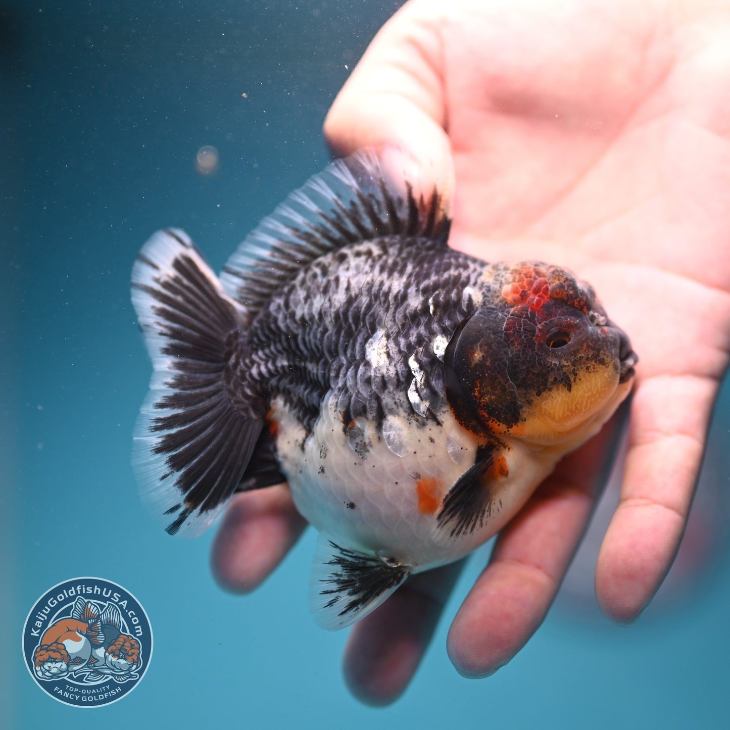Shogun Blue Based Kirin Oranda 3.5 inch Body (260807_OR14)