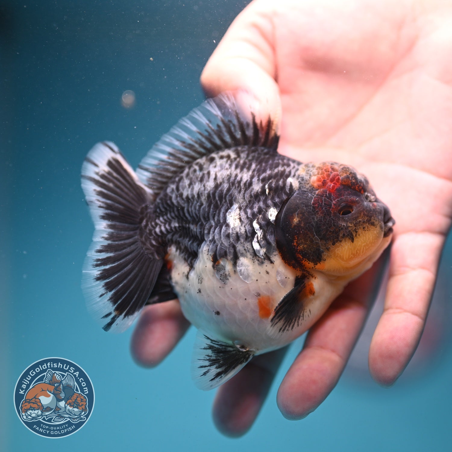 Shogun Blue Based Kirin Oranda 3.5 inch Body (260807_OR14)