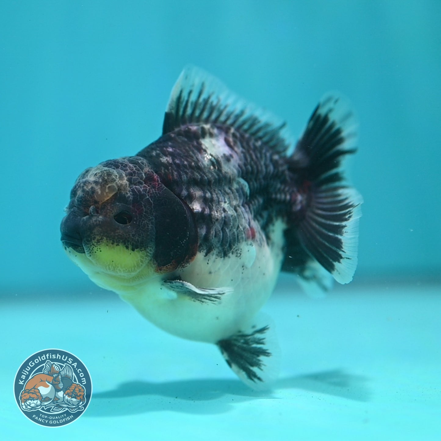 Shogun Blue Based Kirin Oranda 3.5 inch Body (260807_OR14)