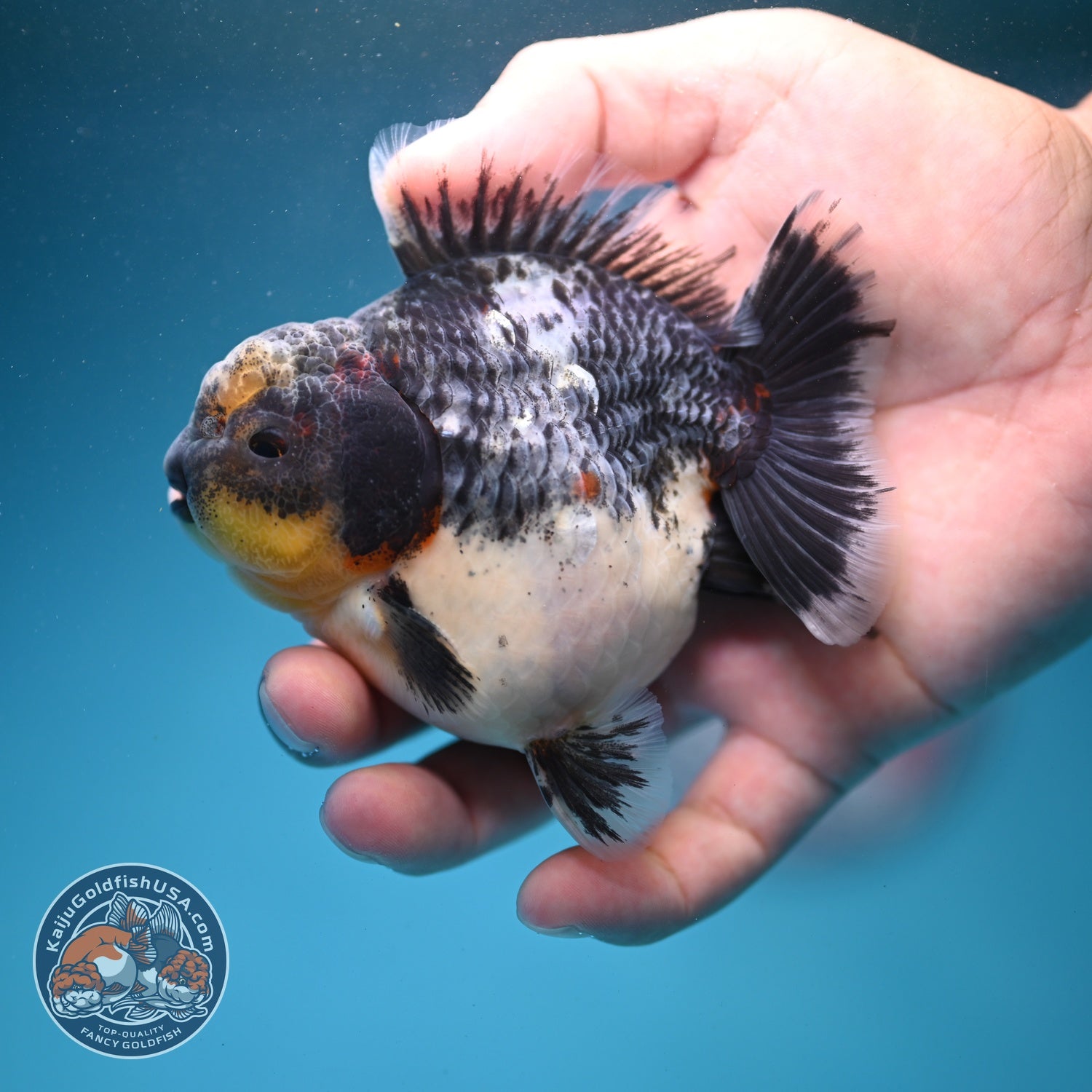 Shogun Blue Based Kirin Oranda 3.5 inch Body (260807_OR14)