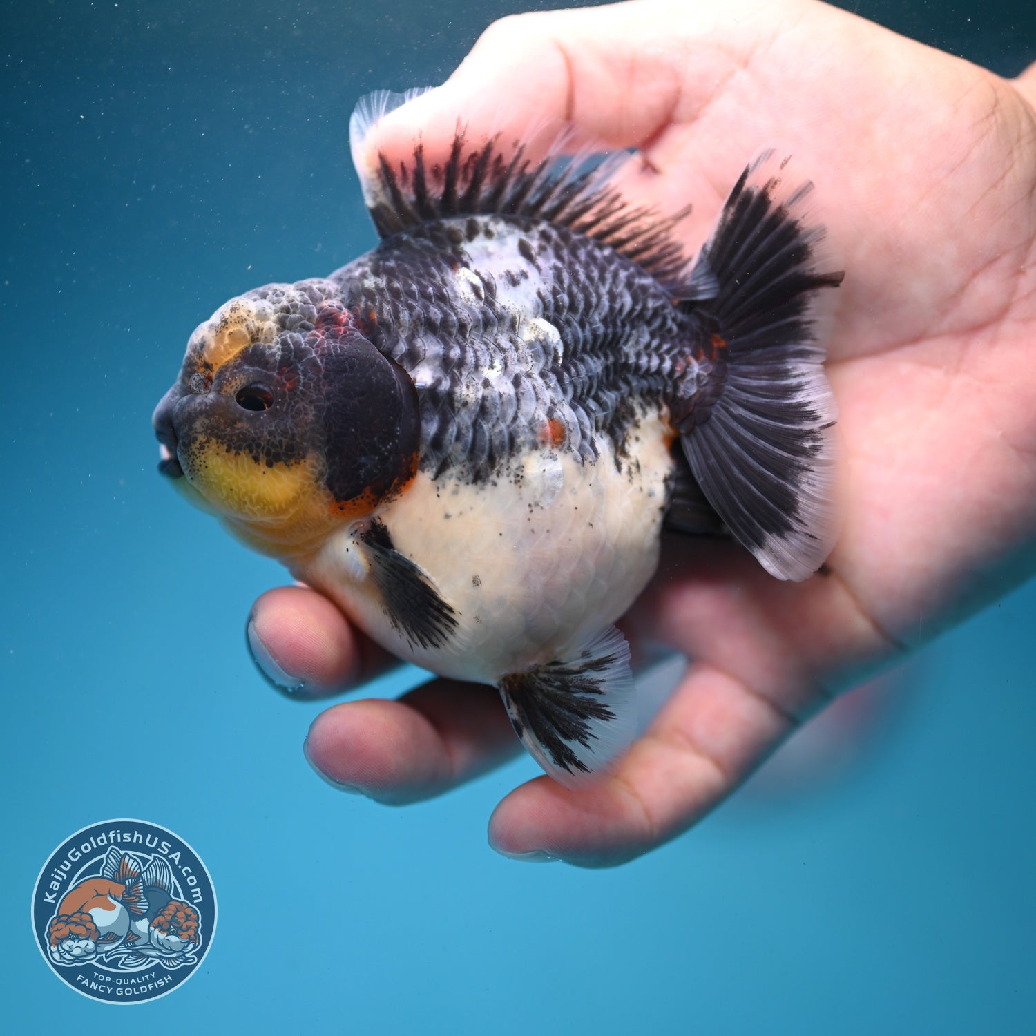 Shogun Blue Based Kirin Oranda 3.5 inch Body (260807_OR14)