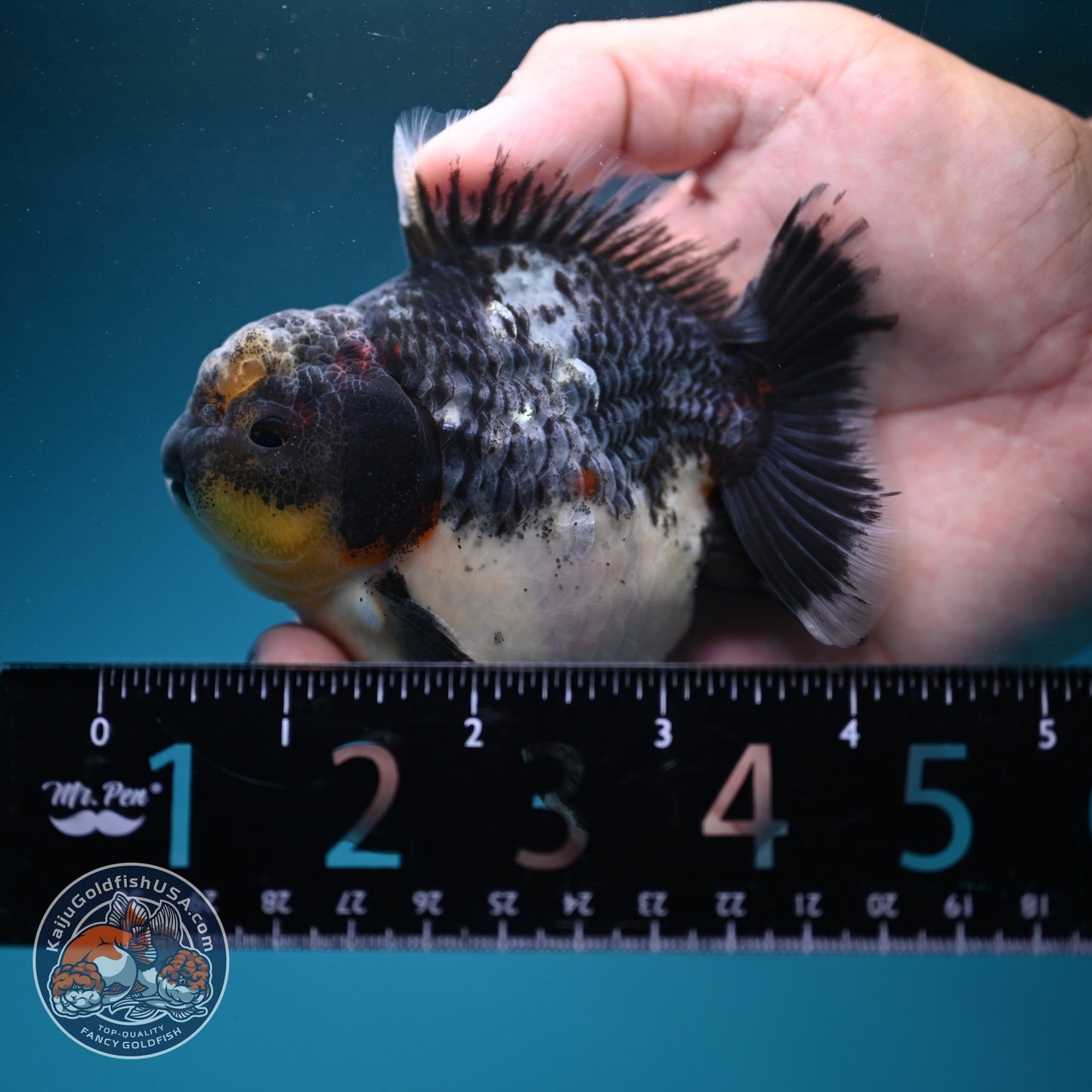 Shogun Blue Based Kirin Oranda 3.5 inch Body (260807_OR14)
