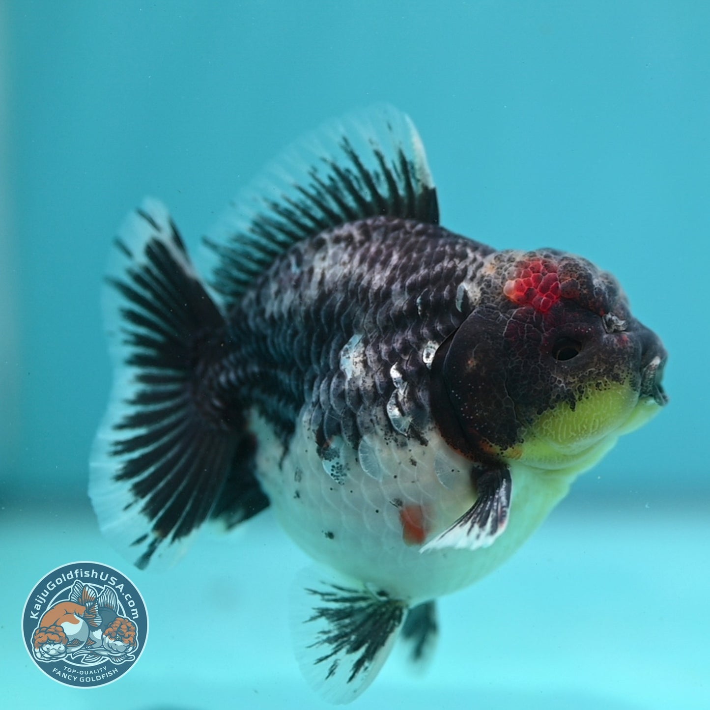 Shogun Blue Based Kirin Oranda 3.5 inch Body (260807_OR14)