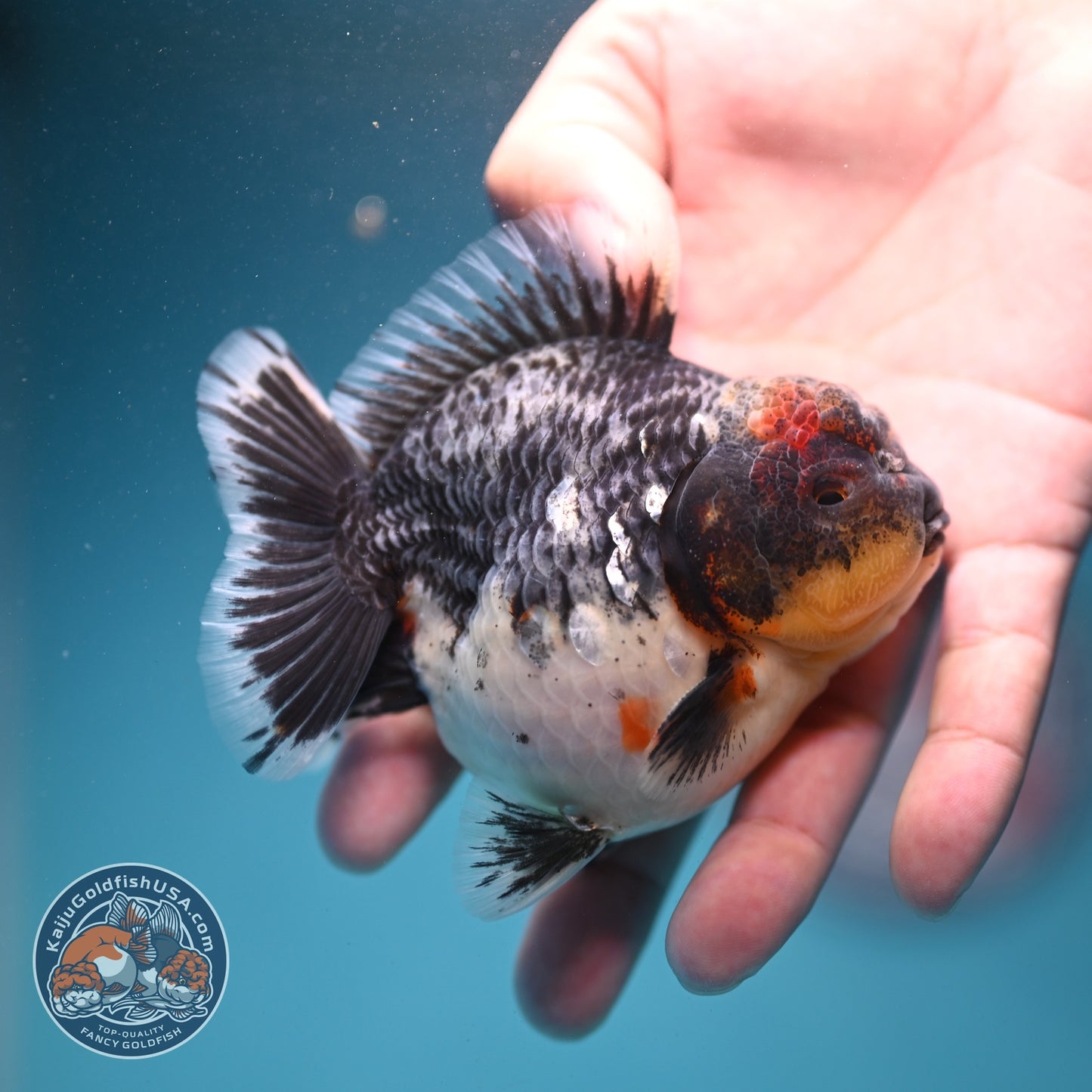 Shogun Blue Based Kirin Oranda 3.5 inch Body (260807_OR14)