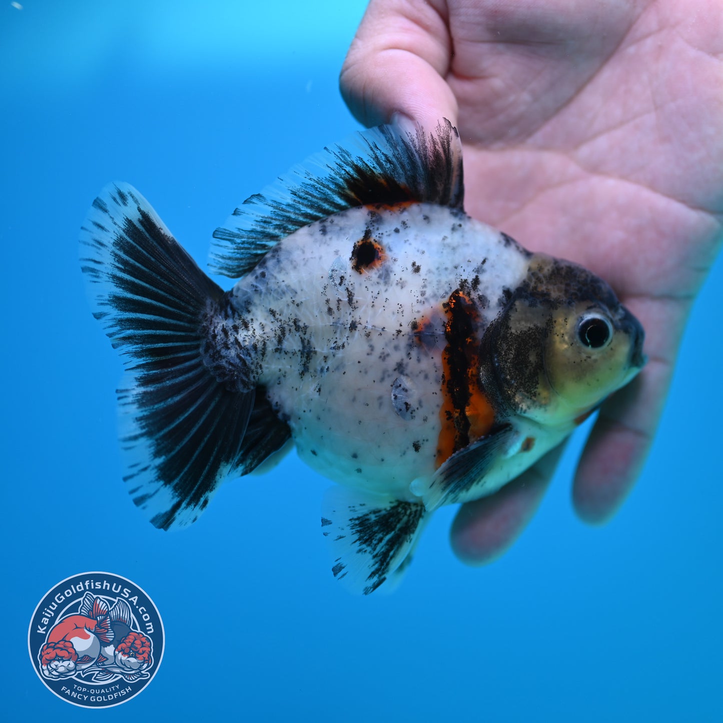 Shogun Blue Based Oranda inch Body (260320_OR12)