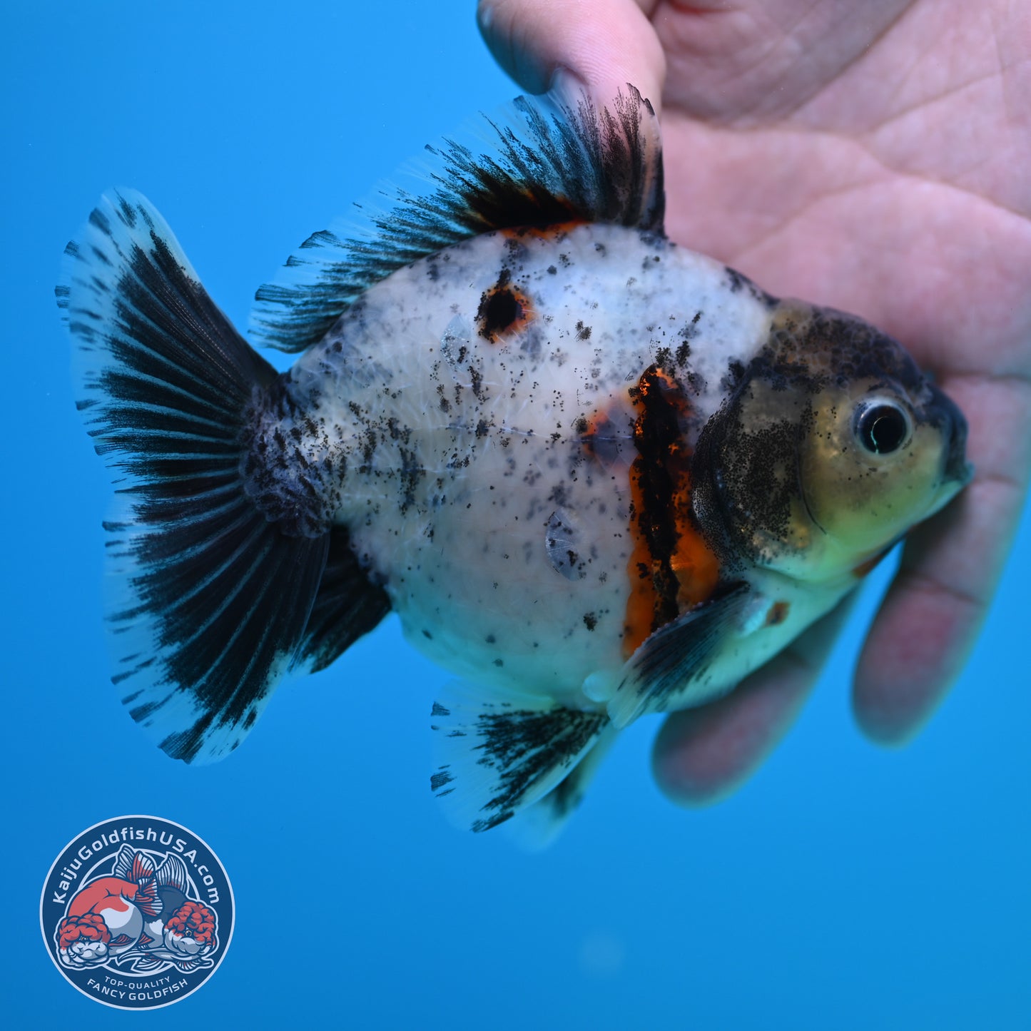 Shogun Blue Based Oranda inch Body (260320_OR12)