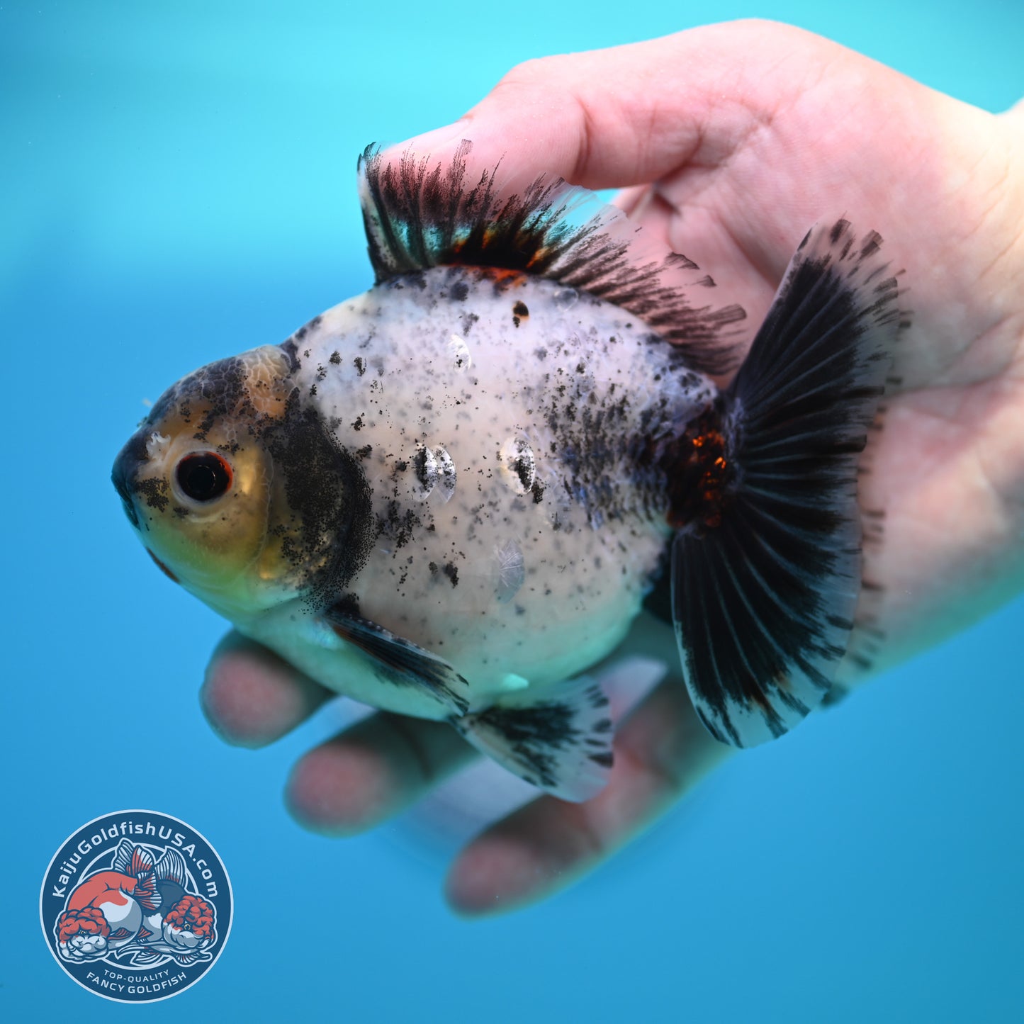 Shogun Blue Based Oranda inch Body (260320_OR12)