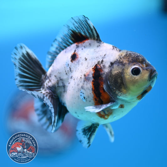 Shogun Blue Based Oranda inch Body (260320_OR12)