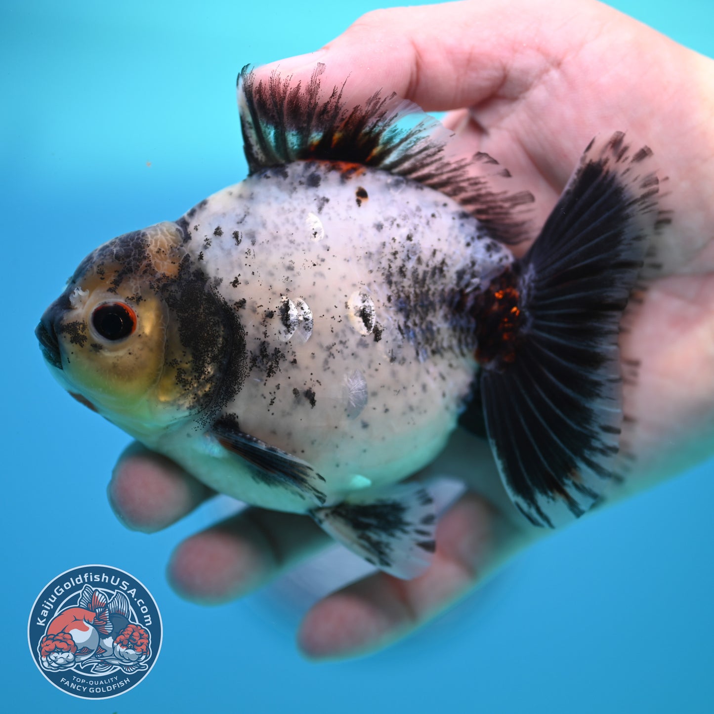 Shogun Blue Based Oranda inch Body (260320_OR12)