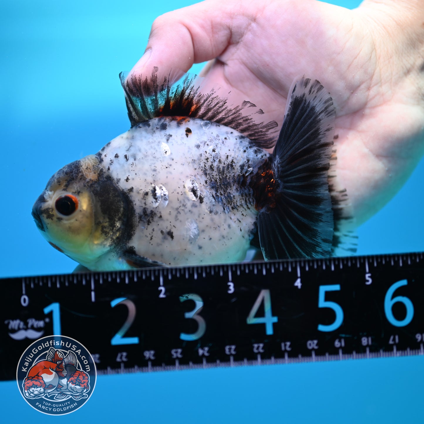 Shogun Blue Based Oranda inch Body (260320_OR12)