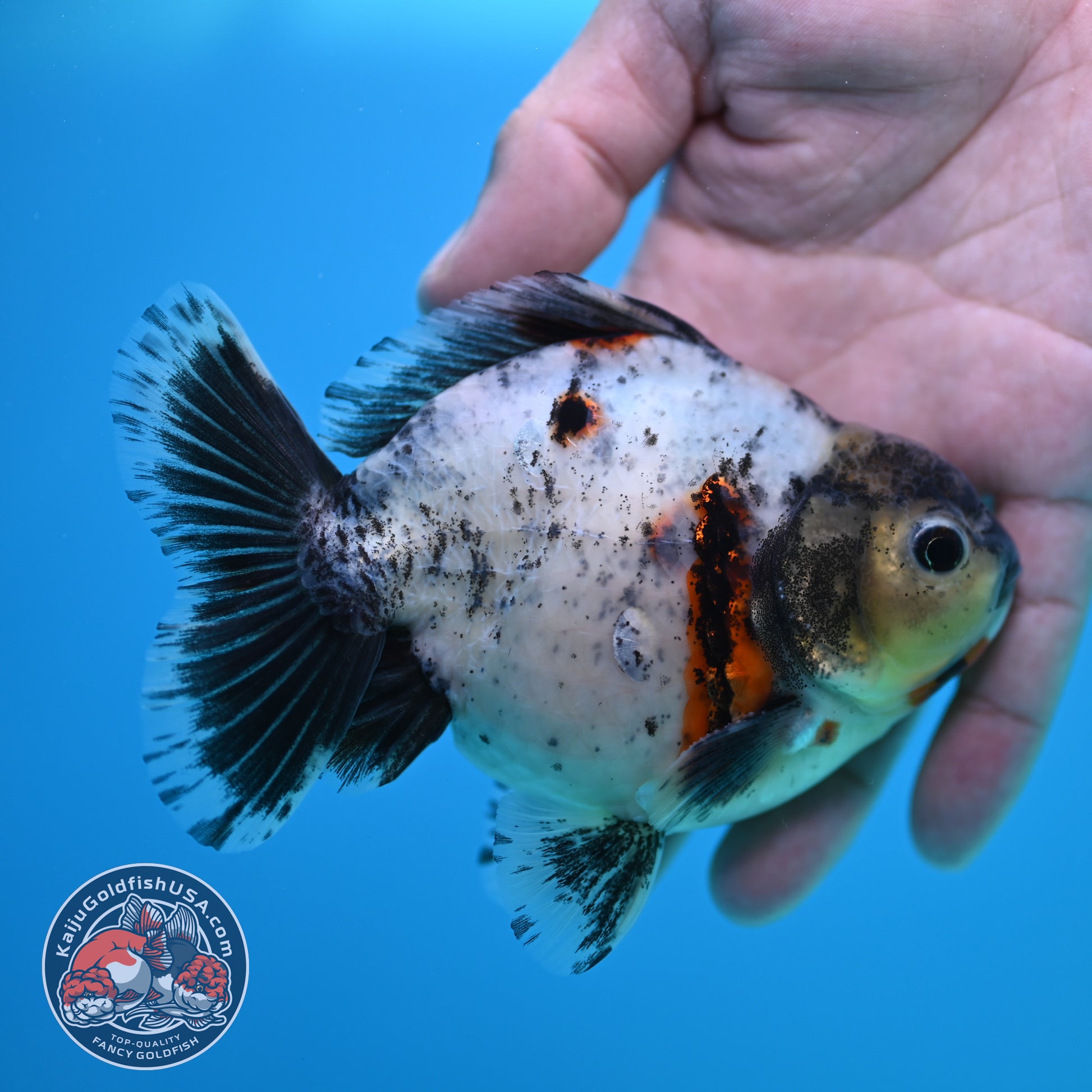 Shogun Blue Based Oranda inch Body (260320_OR12)