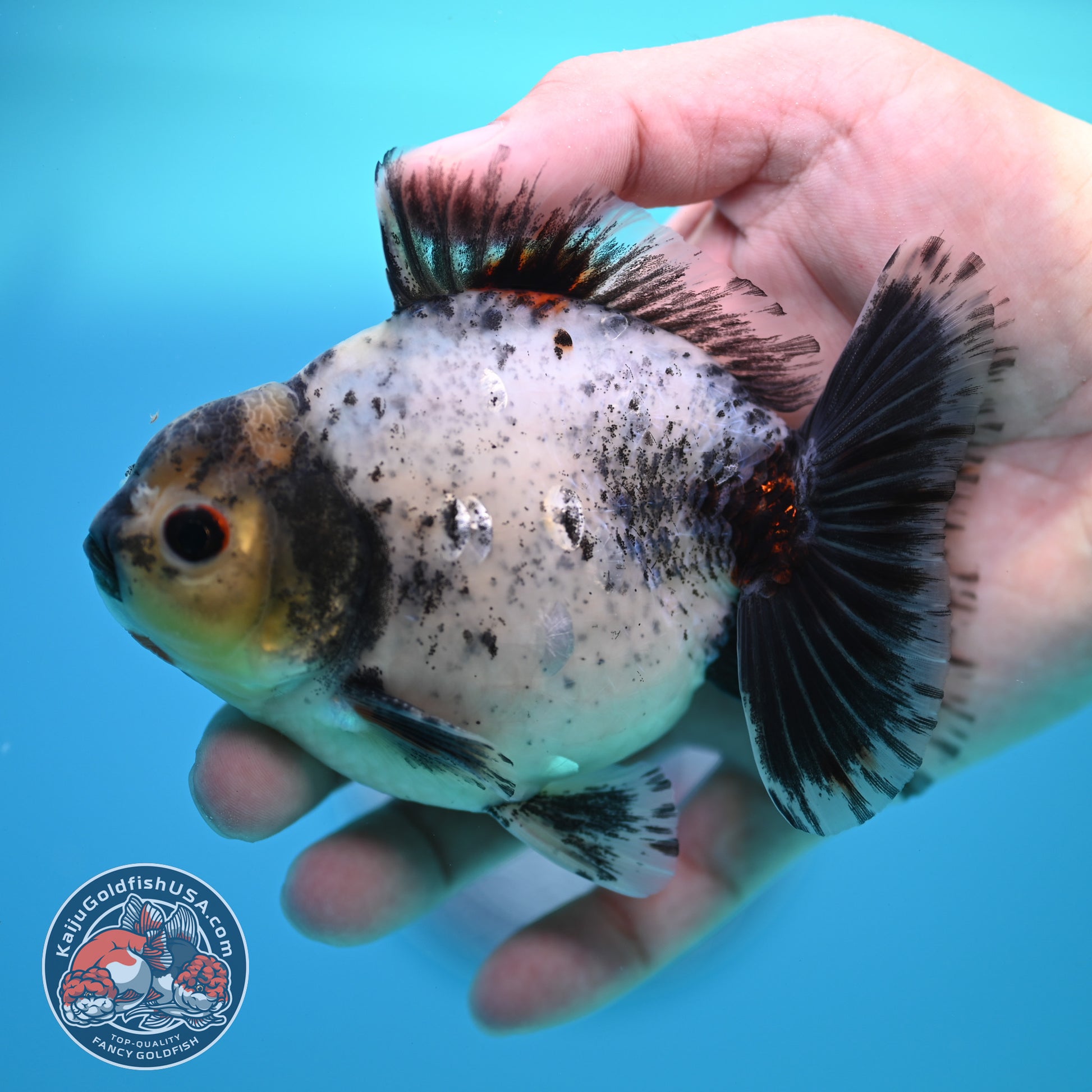 Shogun Blue Based Oranda inch Body (260320_OR12)