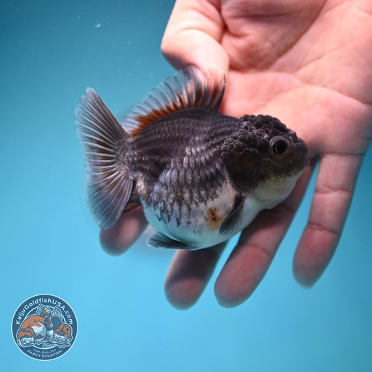Shogun Blue Kirin Oranda 3 inch Body (260724_OR08)