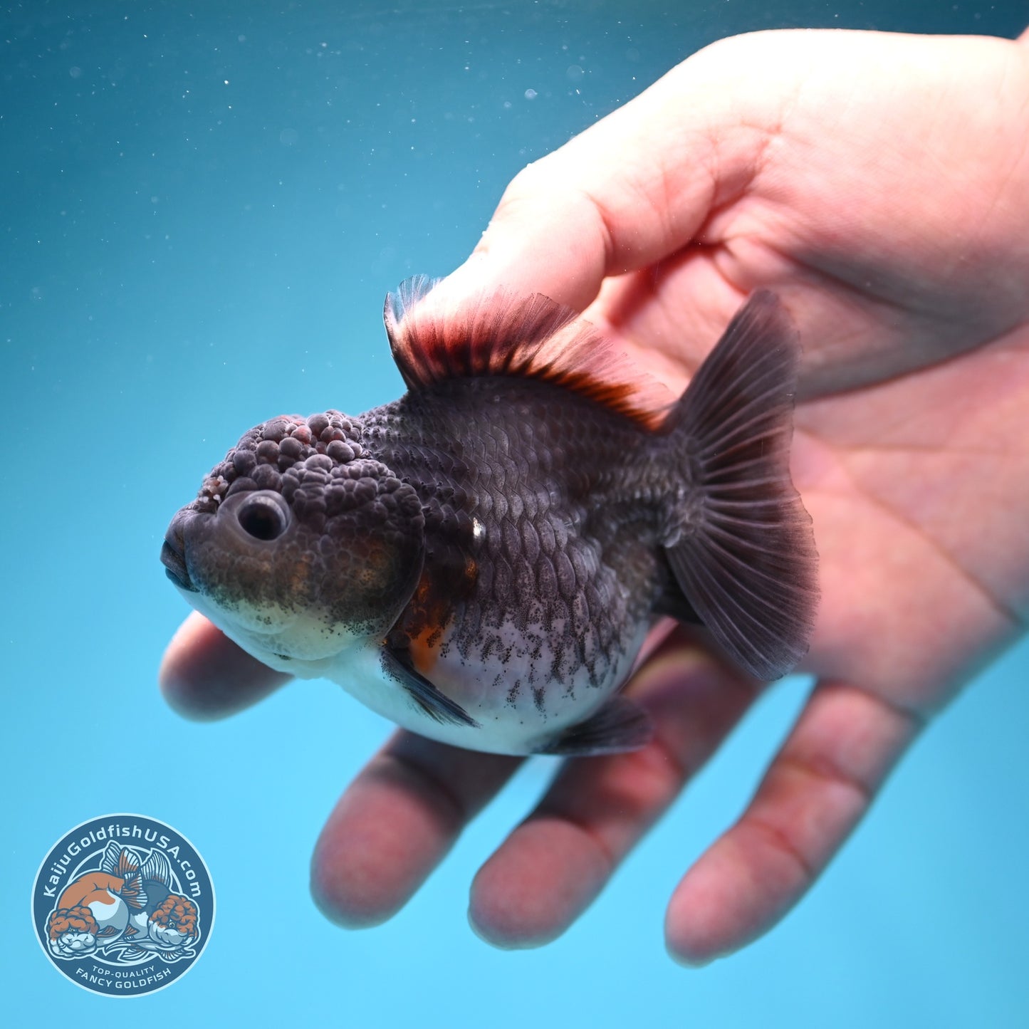 Shogun Blue Kirin Oranda 3 inch Body (260724_OR08)