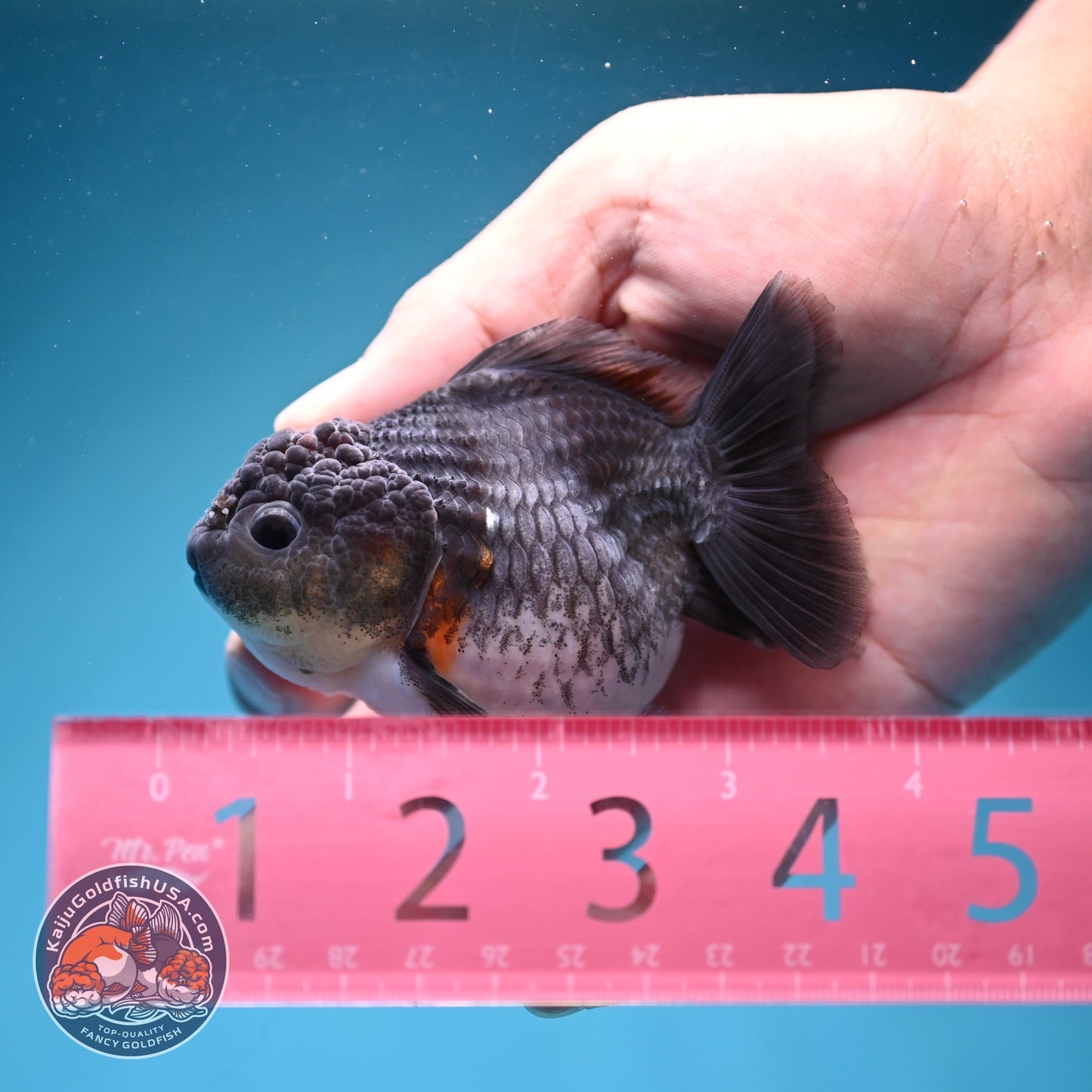 Shogun Blue Kirin Oranda 3 inch Body (260724_OR08)