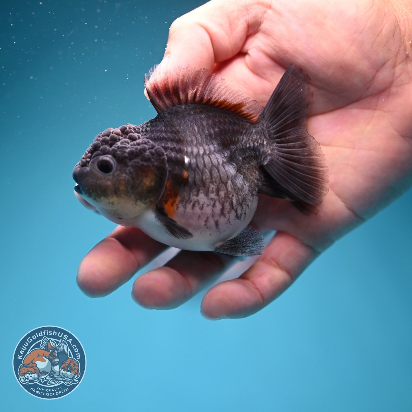 Shogun Blue Kirin Oranda 3 inch Body (260724_OR08)