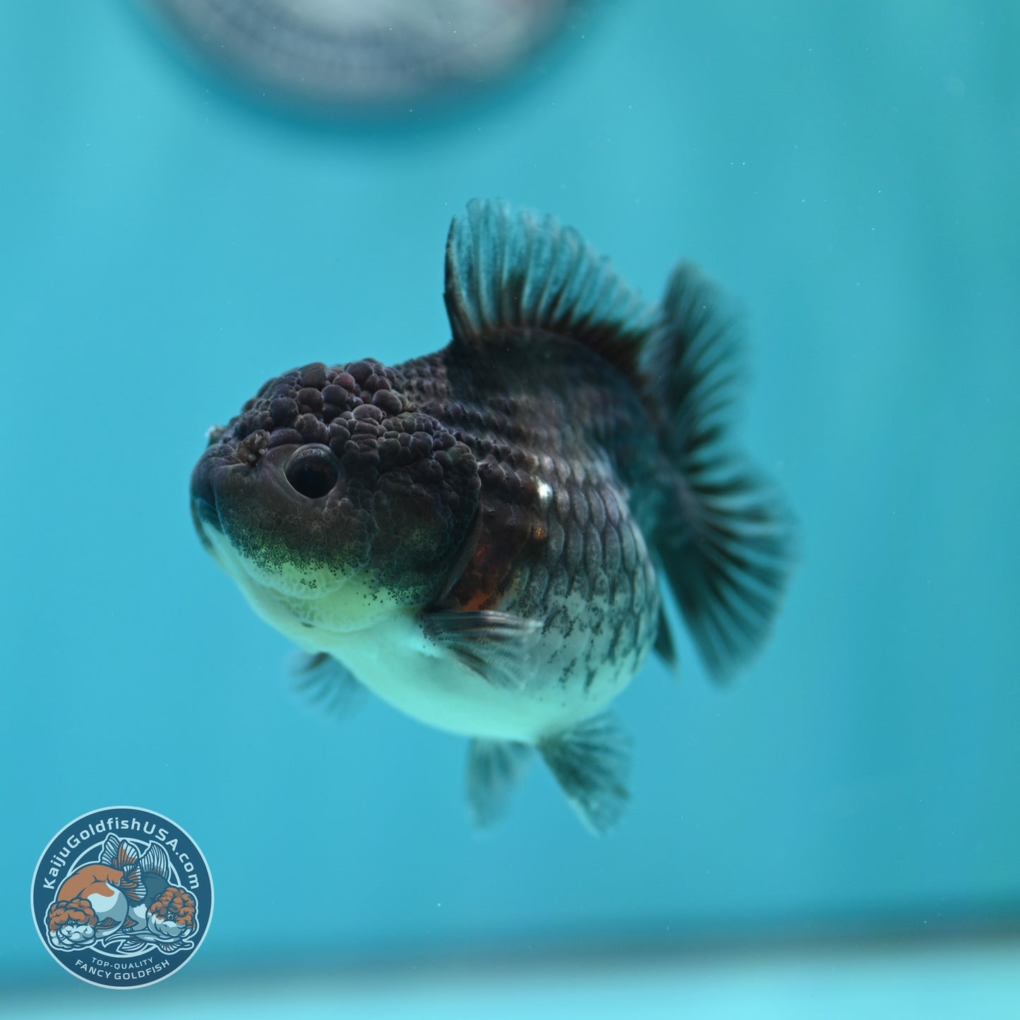 Shogun Blue Kirin Oranda 3 inch Body (260724_OR08)