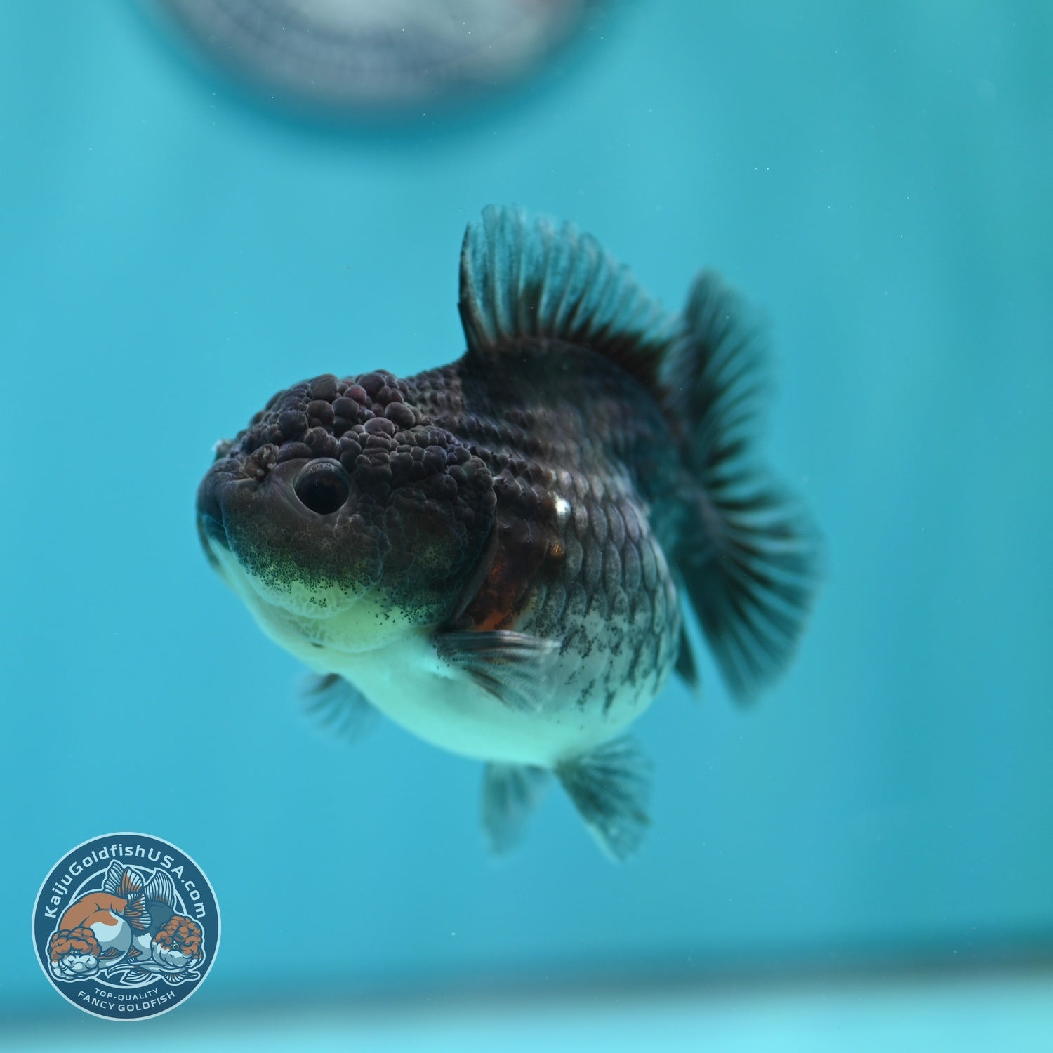 Shogun Blue Kirin Oranda 3 inch Body (260724_OR08)