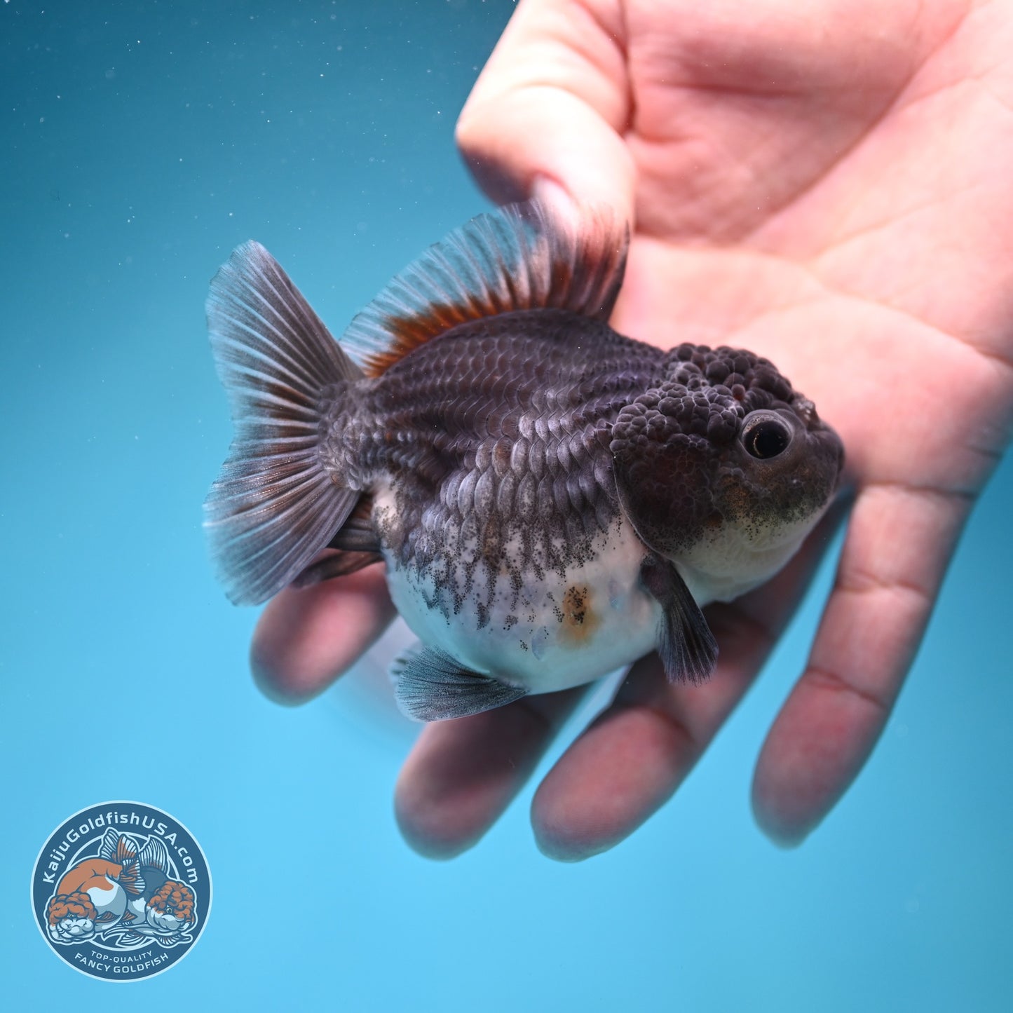 Shogun Blue Kirin Oranda 3 inch Body (260724_OR08)