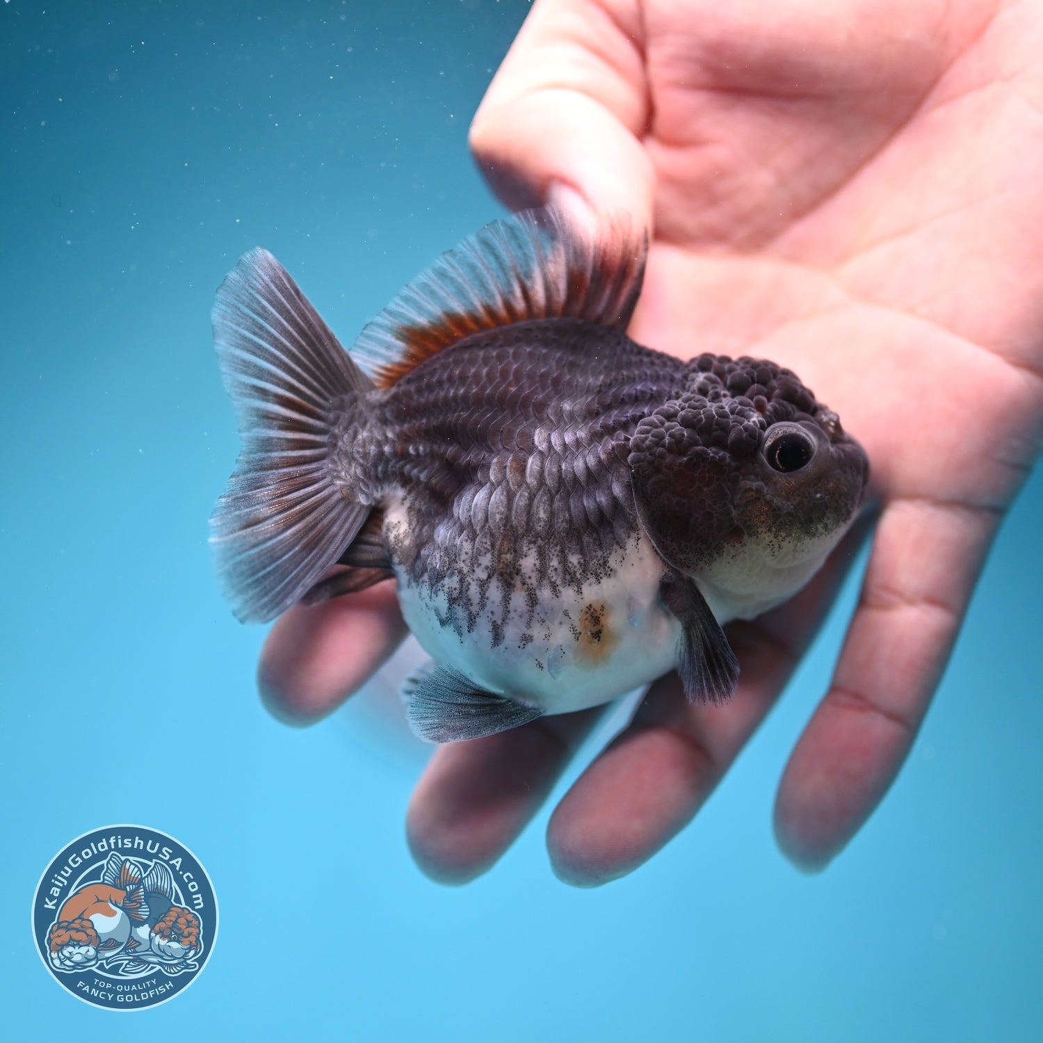Shogun Blue Kirin Oranda 3 inch Body (260724_OR08)