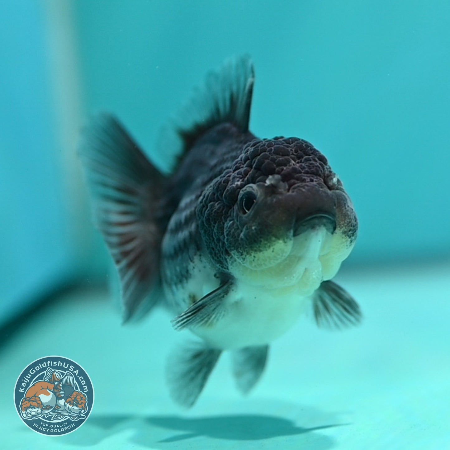 Shogun Blue Kirin Oranda 3 inch Body (260724_OR08)
